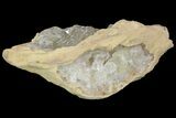 Fluorescent Calcite Geode In Sandstone - Morocco #89684-1